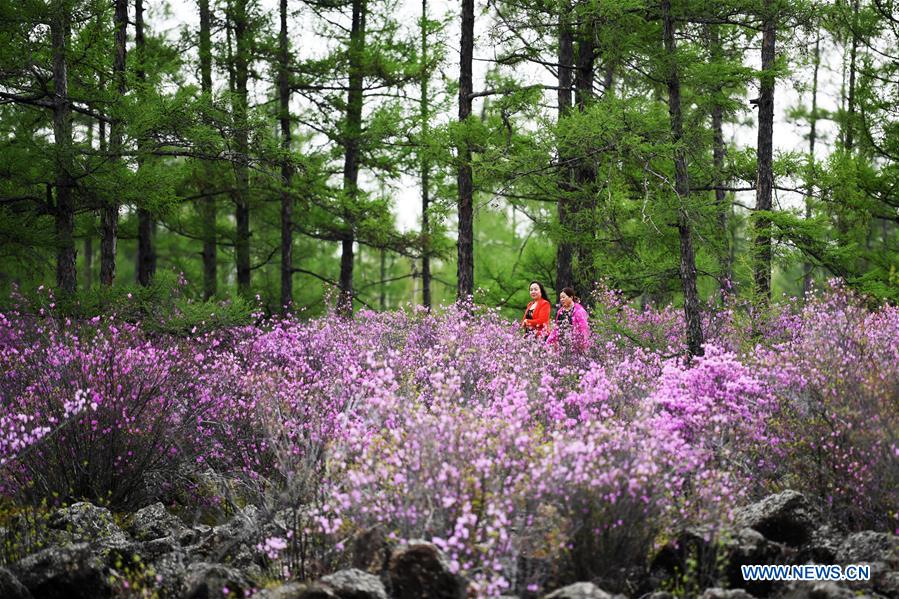 CHINA-HEILONGJIANG-YICHUN-AZALEA (CN)