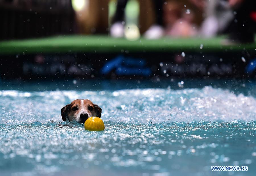 GERMANY-DORTMUND-DOG-CAT-EXHIBITION