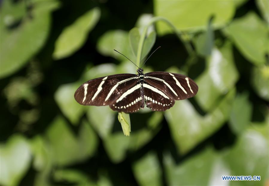 U.S.-LOS ANGELES-BUTTERFLY EXHIBITION