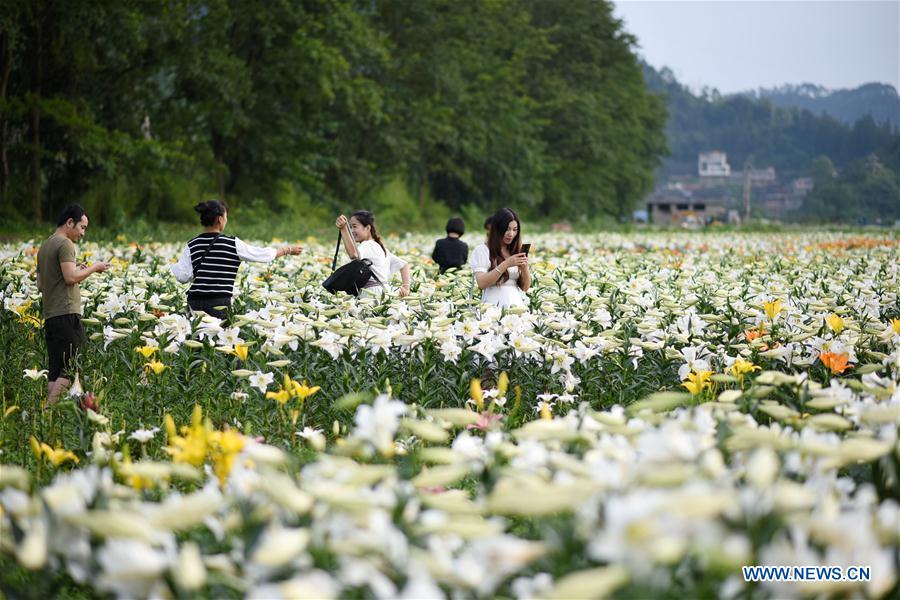 CHINA-GUIZHOU-TAIJIANG-LILY FLOWERS (CN)