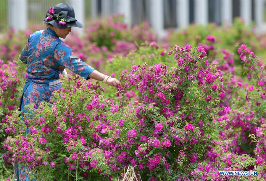 CHINA-TIBET-FLOWER ECONOMY (CN)