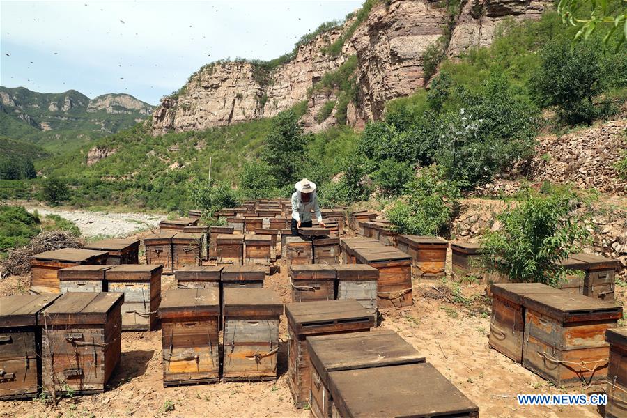 #CHINA-HEBEI-SHIJIAZHUANG-HONEY COLLECTING (CN)