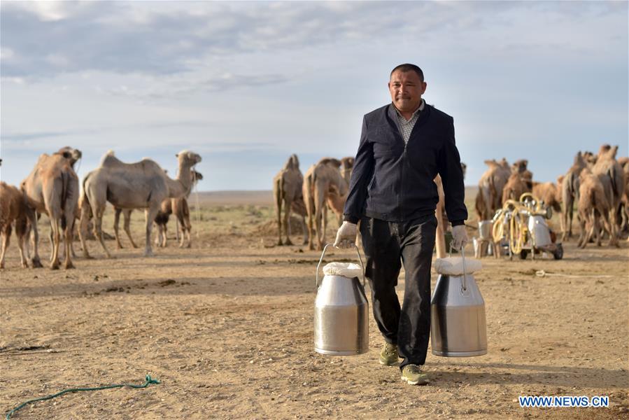 CHINA-XINJIANG-ALTAY-CAMEL BREEDING (CN)