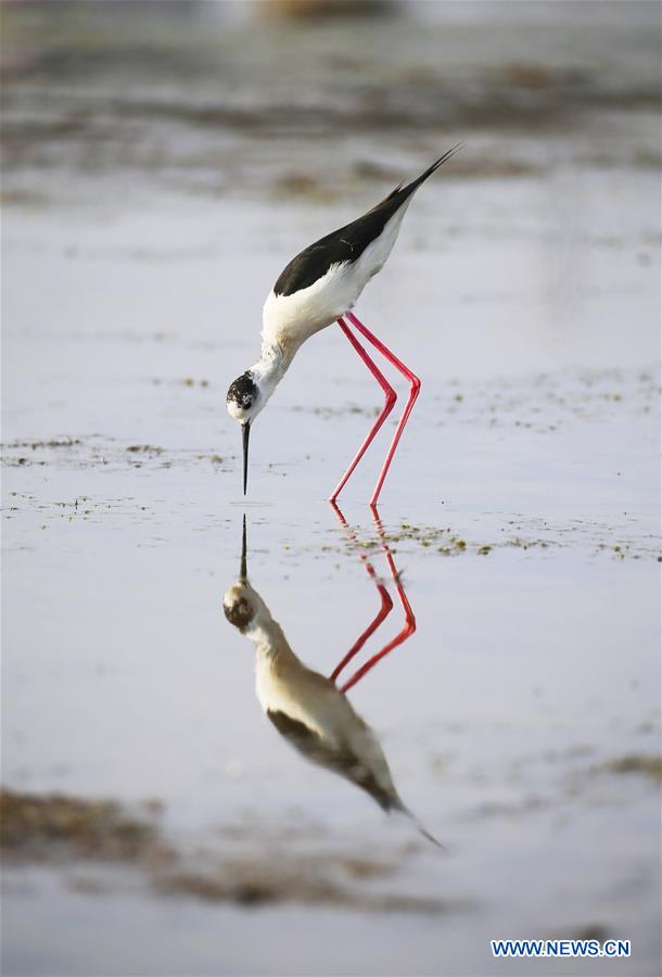 #CHINA-LIAONING-DALIAN-BLACK-WINGED STILT (CN)