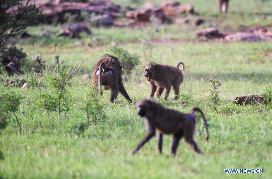 KENYA-SAMBURU-NATIONAL RESERVE