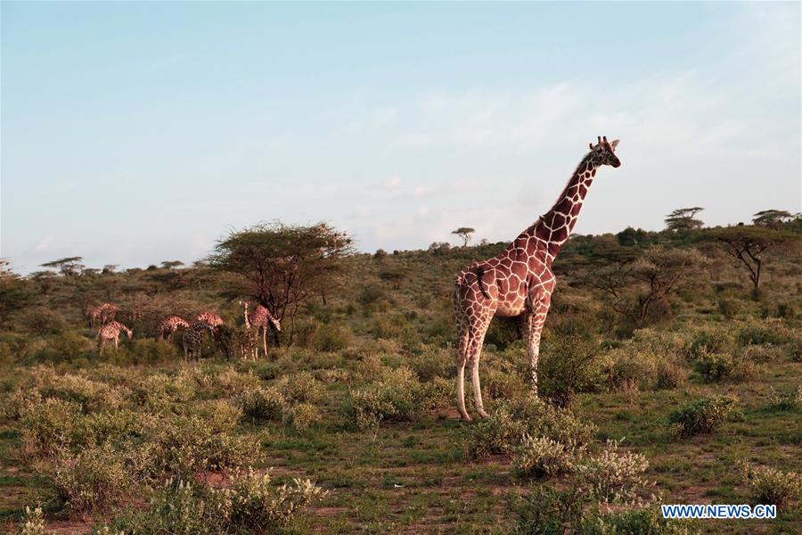 KENYA-SAMBURU-NATIONAL RESERVE