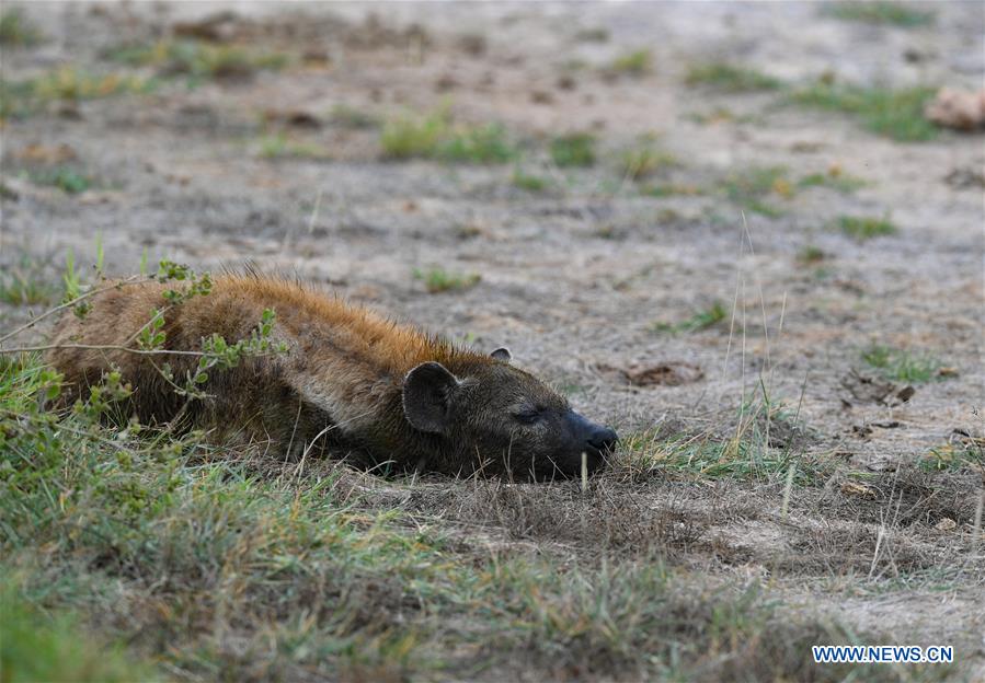 KENYA-AMBOSELI NATIONAL PARK-ANIMAL