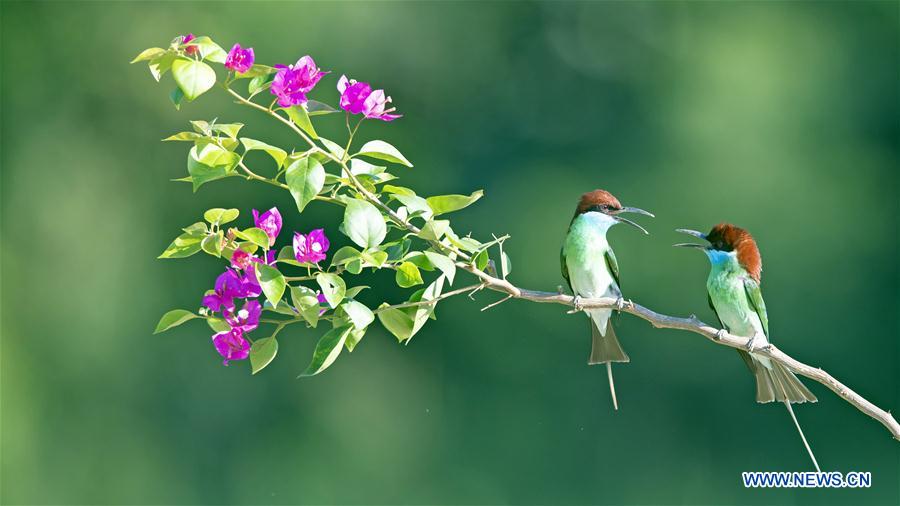 CHINA-FUJIAN-NANPING-BLUE-THROATED BEE EATERS (CN)