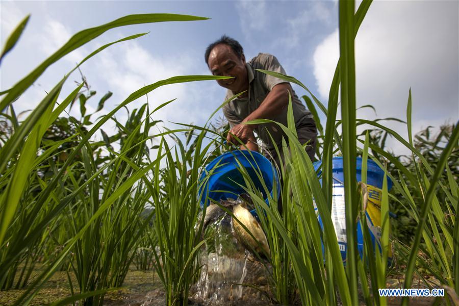 # CHINA-GUIZHOU-BIJIE-AGRICULTURE(CN)