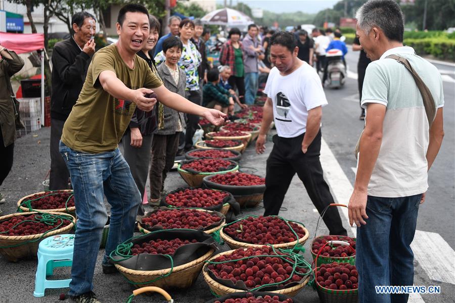 CHINA-ZHEJIANG-XIANJU-CHINESE BAYBERRY-HARVEST (CN)