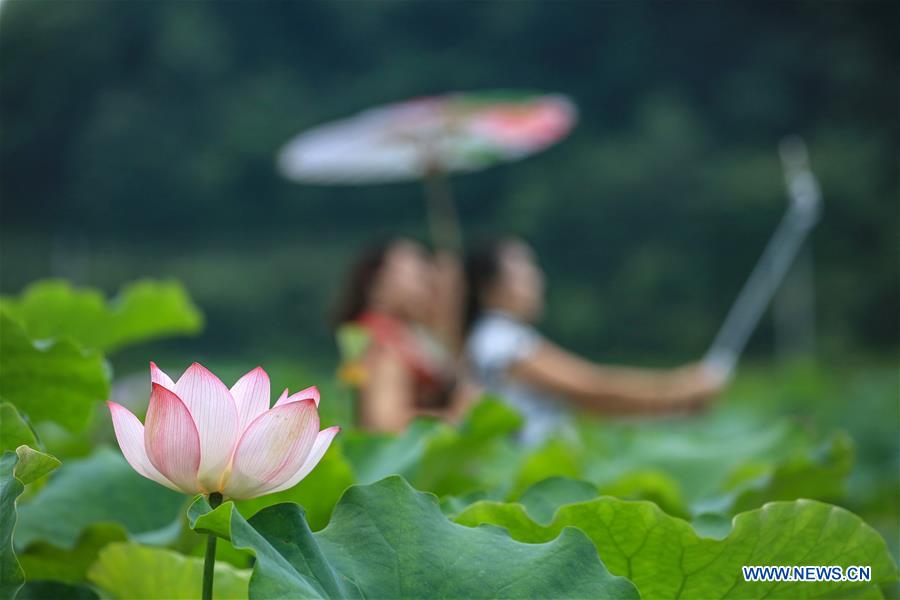 #CHINA-SUMMER-LOTUS (CN)