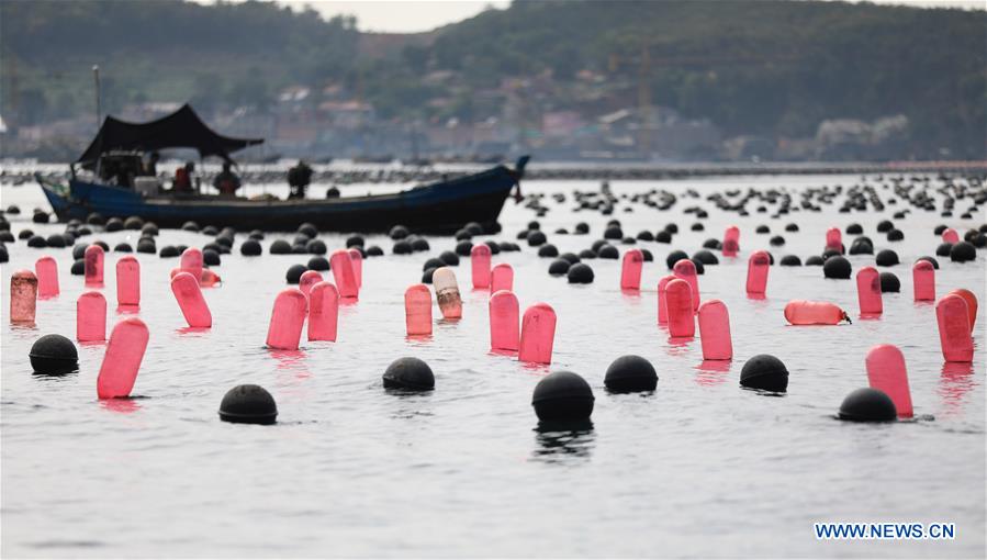 CHINA-DALIAN-CHANGHAI-FISH HARVEST(CN)