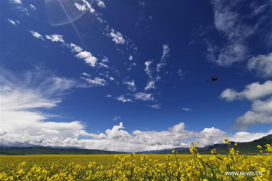 #CHINA-QINGHAI-MENYUAN-COLE FLOWER (CN)