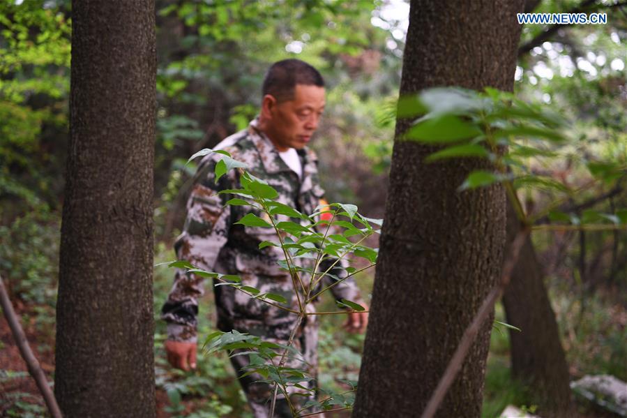 CHINA-SHANXI-FOREST RANGER(CN)