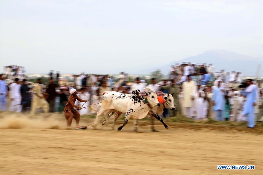 (SP)PAKISTAN-HASAR-BULL RACE