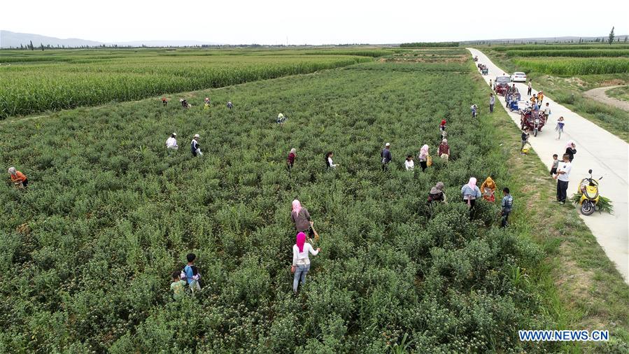 CHINA-NINGXIA-SAFFLOWER-HARVEST (CN)