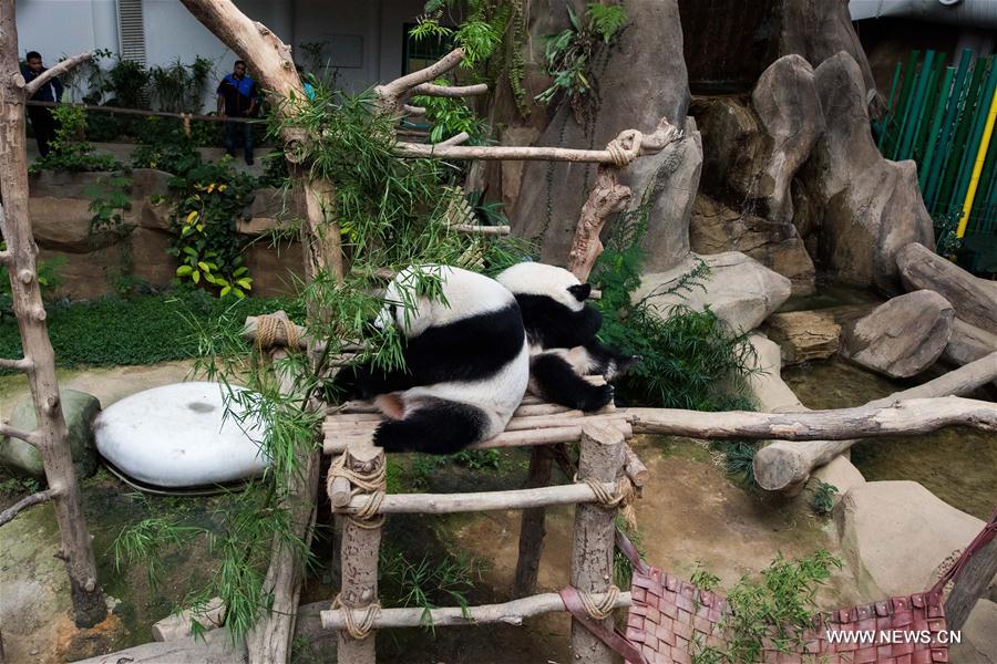 MALAYSIA-KUALA LUMPUR-GIANT PANDA CUB-NAMING-YI YI