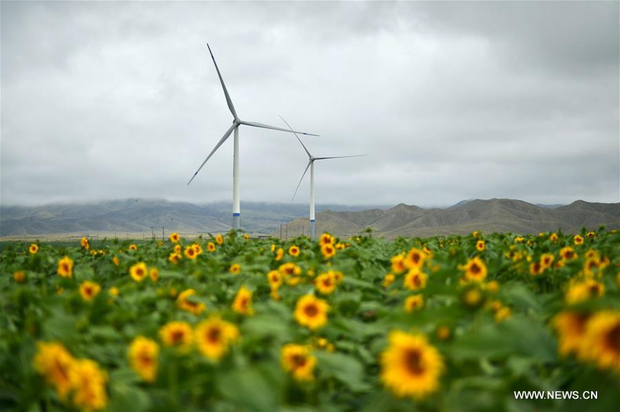 CHINA-GANSU-BAIYIN-SUNFLOWER (CN)