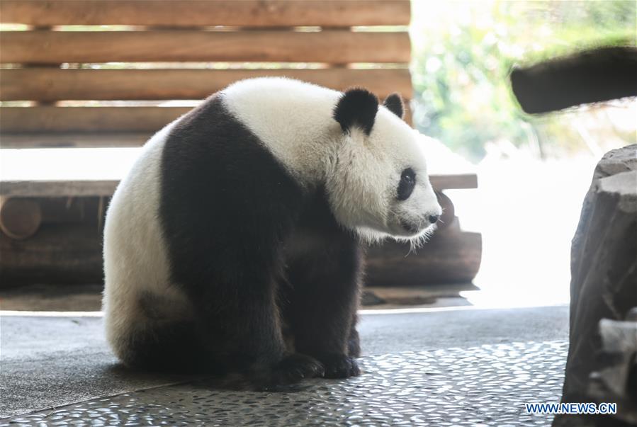 GERMANY-BERLIN-ZOO-PANDA-PREGNANCY