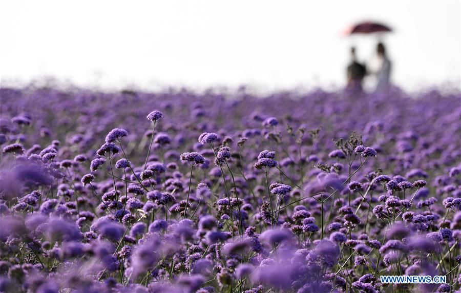 CHINA-NINGXIA-MAOWUSU DESERT-VERVAIN (CN)