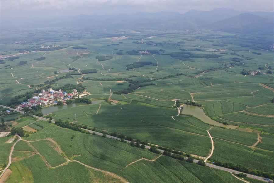 CHINA-GUANGXI-SHANGSI-SUGAR CANE FIELDS (CN)