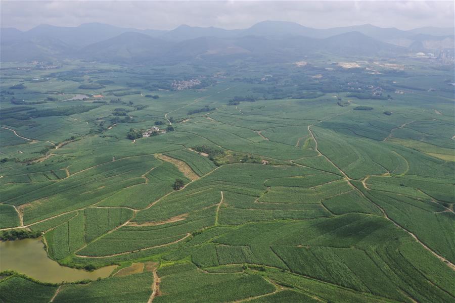 CHINA-GUANGXI-SHANGSI-SUGAR CANE FIELDS (CN)