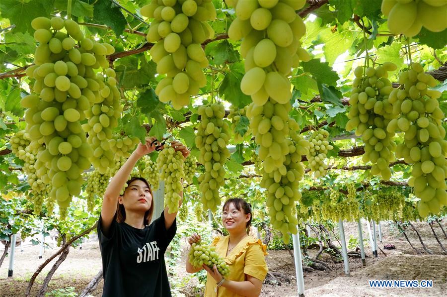 CHINA-HEBEI-HUAILAI-GRAPE PLANTING (CN)