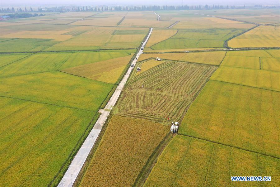 CHINA-JIANGXI-NANCHANG-HARVEST (CN)