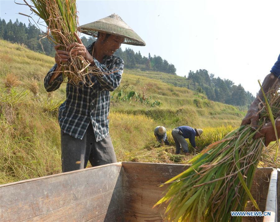 CHINA-HUNAN-XINHUA-RICE HARVEST (CN)