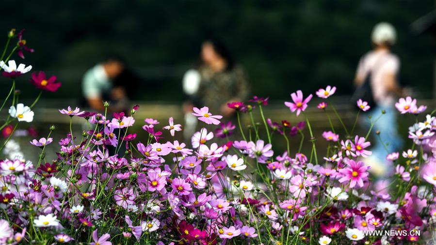 CHINA-GUANGXI-SANJIANG-GALSANG FLOWERS (CN)