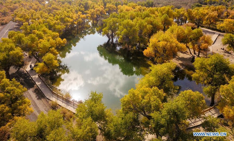 CHINA-INNER MONGOLIA-POPULUS EUPHRATICA-SCENERY (CN)