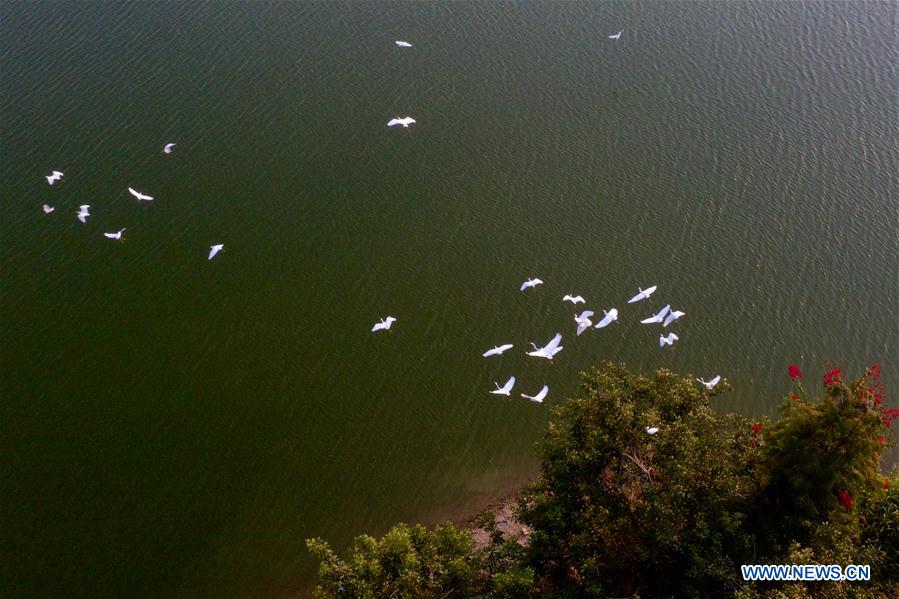 CHINA-FUJIAN-ZHANGZHOU-ENVIRONMENT-EGRETS (CN)