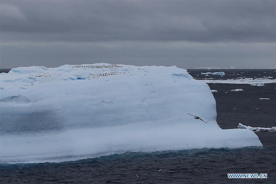 (EyesonSci)CHINA-XUELONG 2-ANTARCTIC EXPEDITION-SOUTHERN OCEAN-ANIMALS