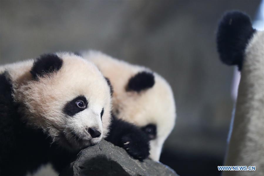 BELGIUM-BRUGELETTE-GIANT PANDA