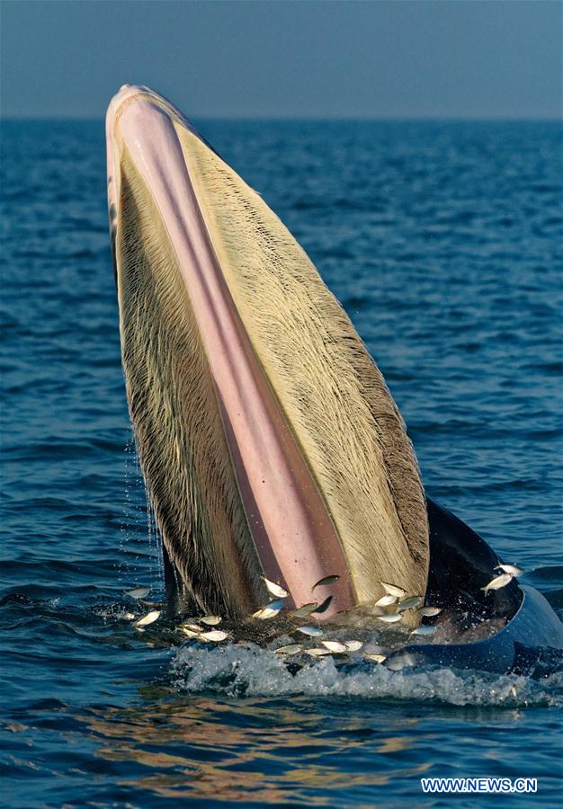 CHINA-GUANGXI-BEIBU GULF-BRYDE'S WHALES (CN)