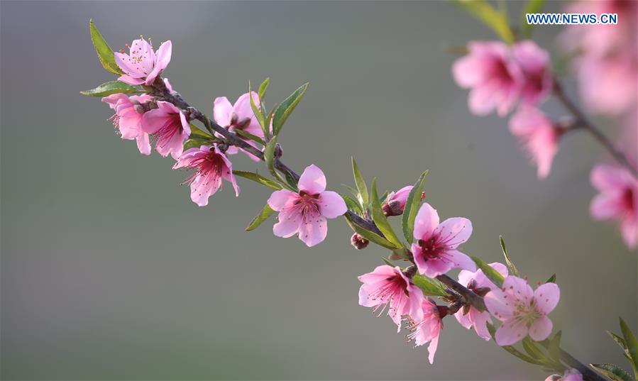 NEPAL-KATHMANDU-SPRING-CHERRY BLOSSOMS