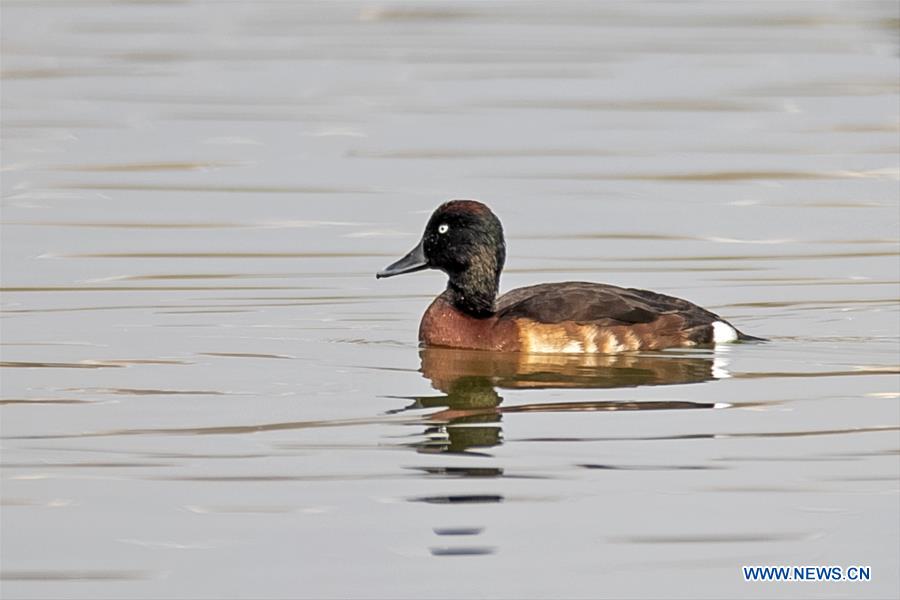 CHINA-YUNNAN-BAOSHAN-ENDANGERED DUCK-AYTHYA BAERI-SPOTTED (CN)