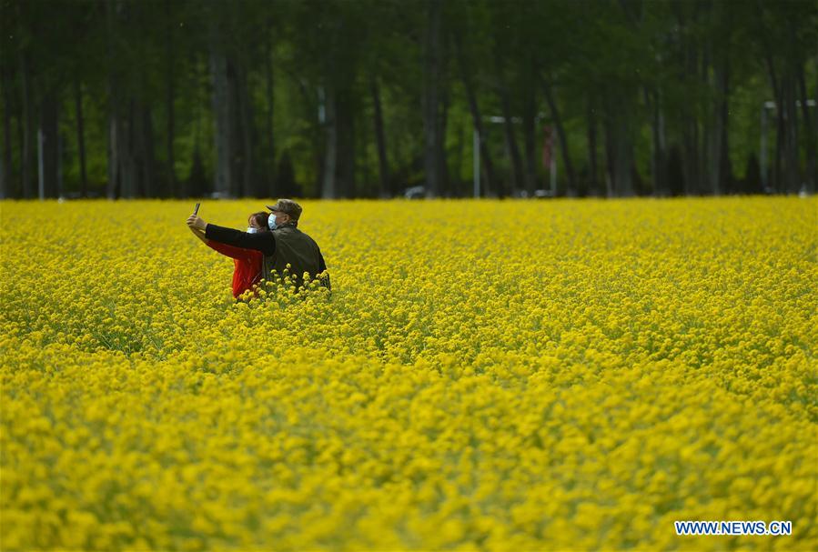 CHINA-BEIJING-COLE FLOWER (CN)