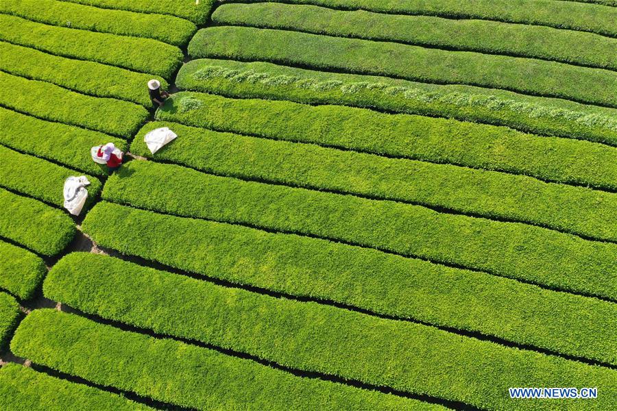 #CHINA-HUBEI-HEFENG-TEA (CN)