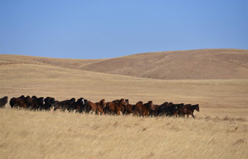 In pics: race horses in China's Inner Mongolia