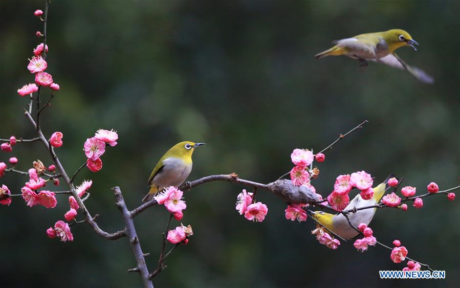 #CHINA-HUNAN-HENGYANG-BIRD-PLUM BLOSSOM (CN)