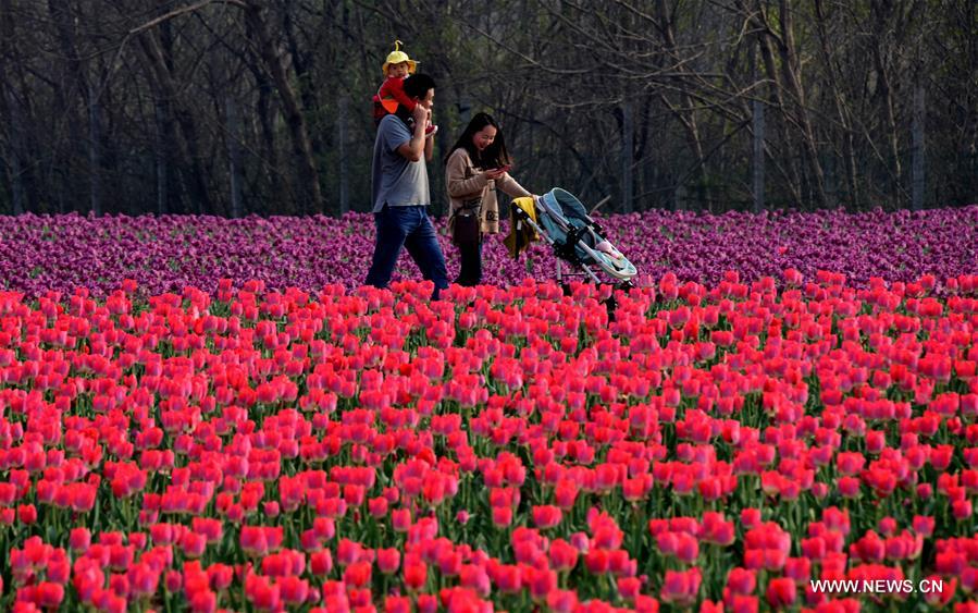 CHINA-HENAN-HOT SPRING TOWN-TULIPS (CN)