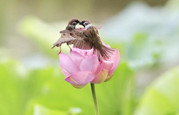 Sparrows seen over lotus flower at Zizhuyuan Park in Beijing