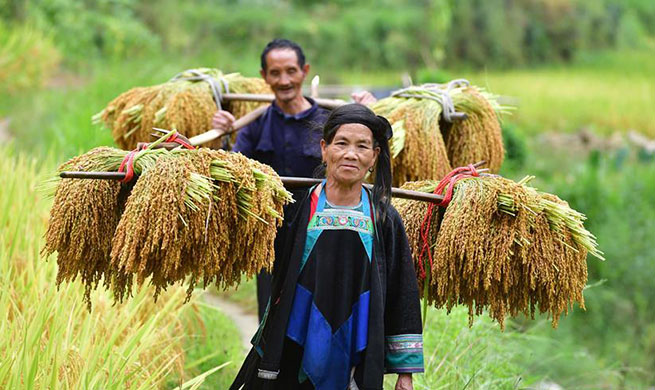 Paddy rice harvested at Wuying, China's Guangxi