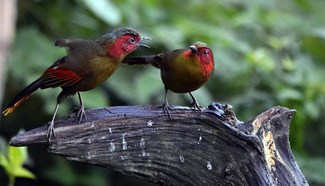 Gaoligong Mountain: birdwatchers' paradise