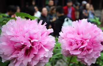 Peony blossoms seen in Suzhou, east China