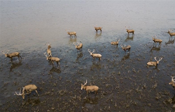 Aerial view of Shishou Elk national natural reserve in C China's Hubei