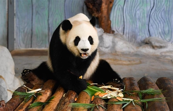 Mooncakes made for giant pandas in Hainan