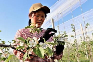 甘肃静宁：苹果花开