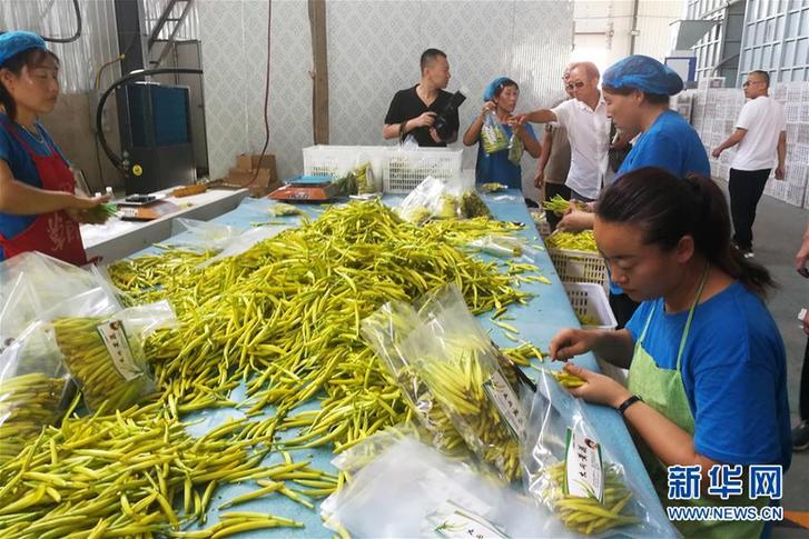 （在习近平新时代中国特色社会主义思想指引下——新时代新作为新篇章·乡村振兴战略·图文互动）（3）一株忘忧草，万家喜眉梢——山西省大同市云州区黄花产业扶贫观察